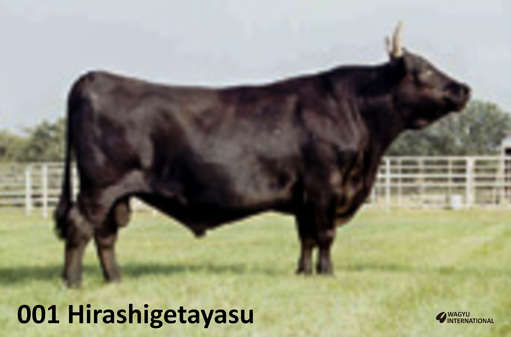 001 Hirashigetayasu foundation Wagyu bull